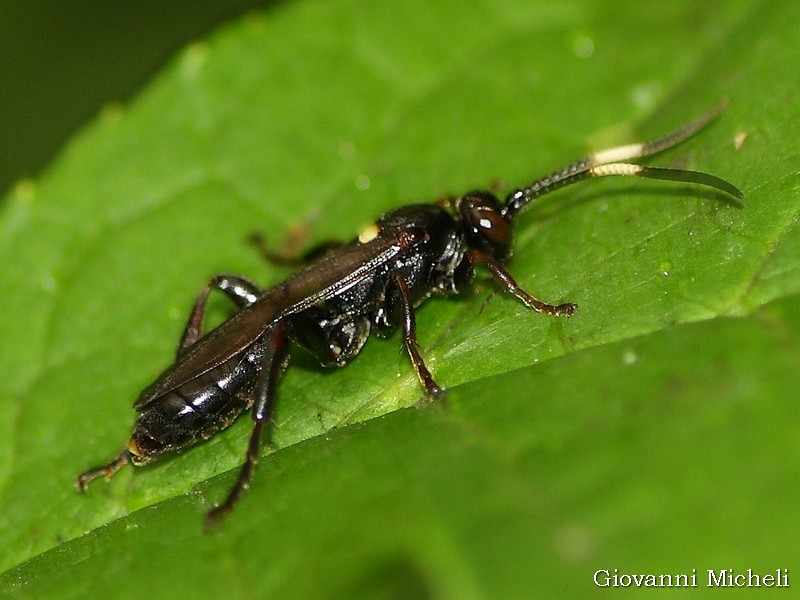 ID2 (Ichneumonidae)